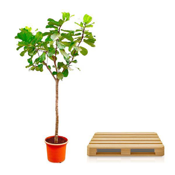 Geigen-Feige – Ficus Lyrata XXL – Zimmerpflanze 300cm – Ø55cm – Exklusive Designpflanze mit großen geigenförmigen Blättern – Tropische XXL-Kübelpflanze für Wohnzimmer, Büro & Wintergarten