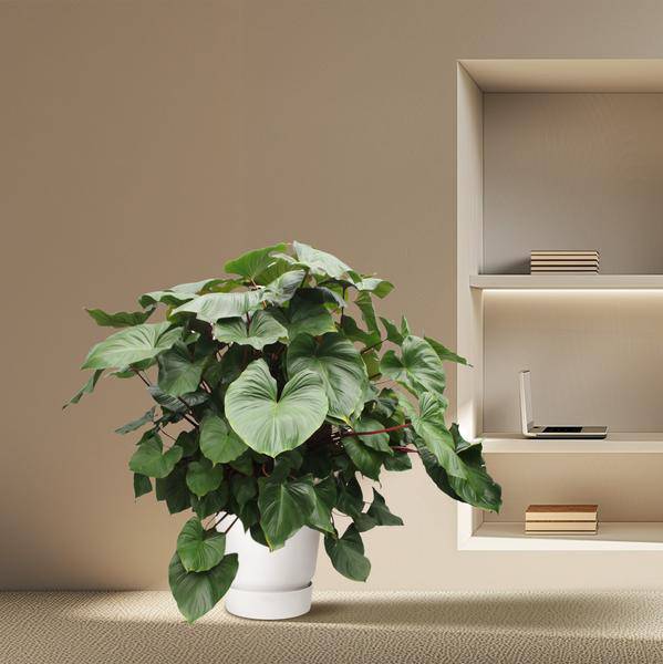Herzblatt Homalomena Rubescens Maggy – 170cm hoch – Ø60cm – Tropische Zimmerpflanze mit großen herzförmigen Blättern – Pflegeleicht & dekorativ – Für Wohnzimmer, Büro & Innenräume