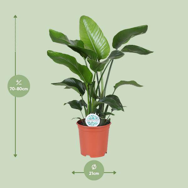 Baum-Strelitzie - Strelitzia Nicolai - Zimmerpflanze - Ø21cm - ↕80cm