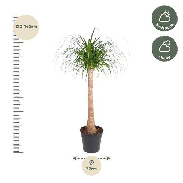 Elefantenfuß Beaucarnea - Zimmerpflanze - 120cm - ø32cm