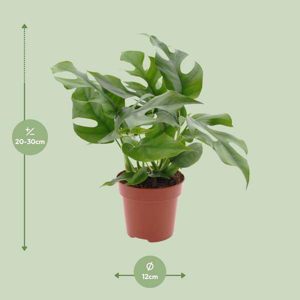 Fensterblatt - Monstera Minima - Zimmerpflanze - Ø12cm - ↕25cm