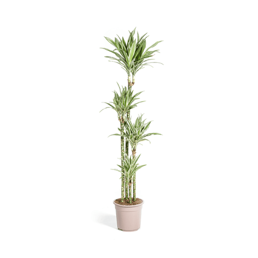 Drachenbaum Dracaena Deremensis White Stripe – Zimmerpflanze – Ø27 cm Topf – Höhe 180 cm – Elegante Blattzeichnung & pflegeleicht