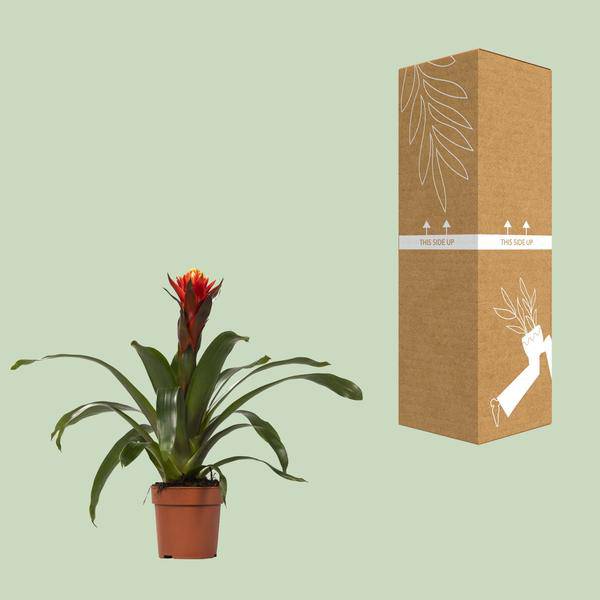 Bromelie - Guzmania Happiness - Zimmerpflanze - Ø12cm ↕45cm