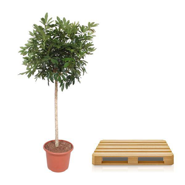 Strahlenaralie – Schefflera Arboricola Compacta – Große Zimmerpflanze 190 cm – Immergrün & Pflegeleicht – Ø45 cm Topf – Ideal für Büro & Wohnzimmer