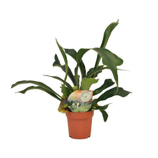 Geweihfarn - Platycerium Bifurcatum - Zimmerpflanze - Ø12cm - ↕35cm