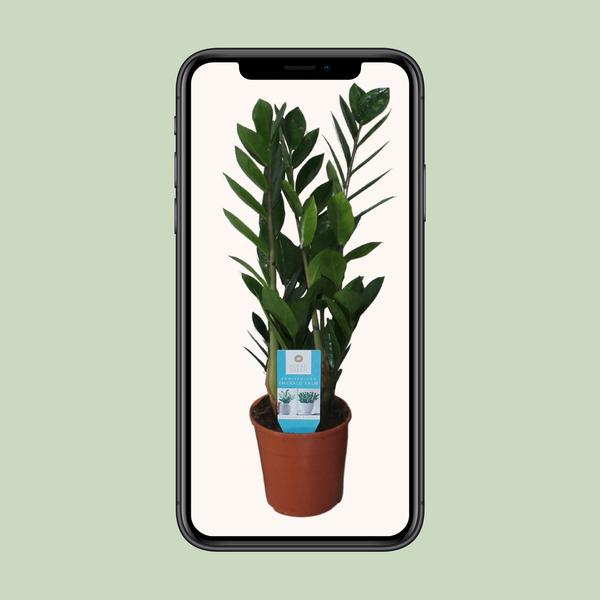 Glücksfeder - Zamioculcas Zamiifolia - Zimmerpflanze - Ø14cm - ↕55cm