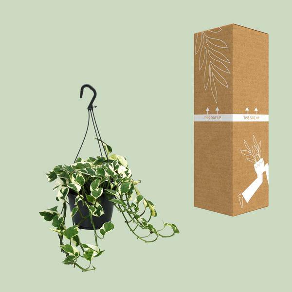 Gefleckte Efeutute - Scindapsus Epipremnum N'Joy - Zimmerpflanze - Ø15cm - ↕35cm