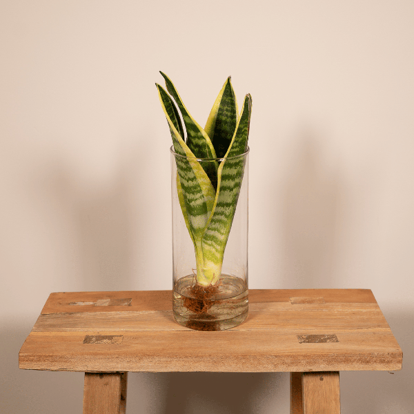 Sansevieria im Glaszylinder – Ø12cm – ↕30cm – Pflegeleichte Zimmerpflanze im dekorativen Glasgefäß – Luftreinigend & robust – Für Wohnzimmer, Büro oder Schlafzimmer