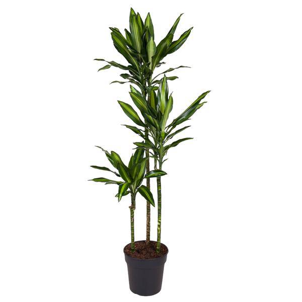 Drachenbaum - Dracaena Cintho - Zimmerpflanze - 160cm - ø24cm