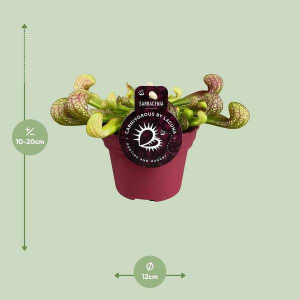 Papageien-Schlauchpflanze Sarracenia Psittacina – Zimmerpflanze – Ø12cm – ↕13cm – Exotische Fleischfressende Pflanze – Pflegeleicht & Halbschatten geeignet – Für Innenräume & kleine Gärten