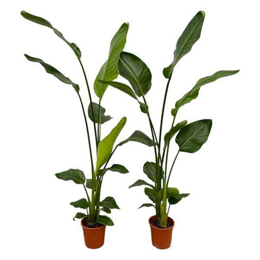 Strelitzia Nicolai – Baum-Strelitzie – 2 Stück – Zimmerpflanzen ca. 130cm – ø17cm – Weißer Paradiesvogel – Tropische XL-Grünpflanzen für Wohnzimmer, Büro & Wintergarten