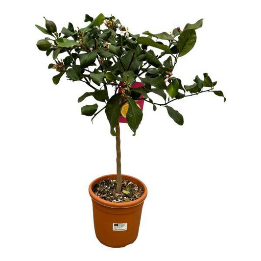 Zitronenbaum Citrus Calamondin – Zitruspflanze Ø22cm – Höhe ca. 80cm – Duftende Blüten & essbare Früchte – Zimmerpflanze & Balkonpflanze