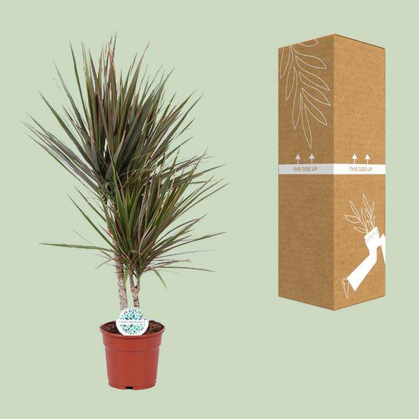 Drachenbaum - Dracaena Bicolor - Zimmerpflanze - Ø17cm - ↕75cm