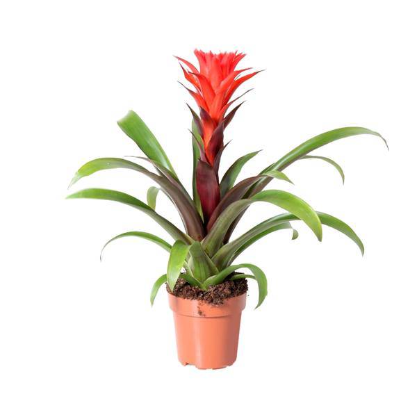 Bromelie - Guzmania Felsenblume Hope - Zimmerpflanze - Ø12cm - ↕43cm