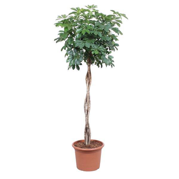 Strahlenaralie - Schefflera Arboricola Compacta - Zimmerpflanze - 190cm - ø40cm
