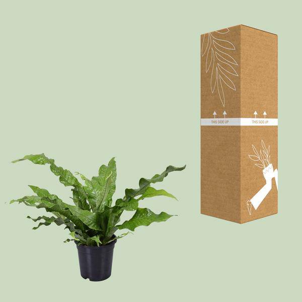 Känguru-Farn - Microsorum Diversifolium - Zimmerpflanze - Ø17cm - ↕45cm