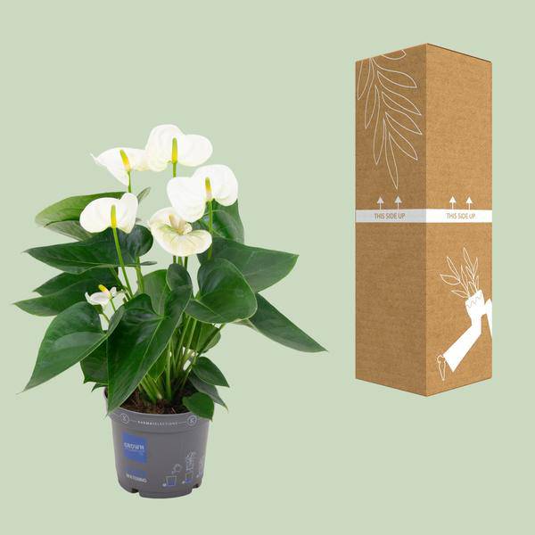 Flamingoblume – Anthurium Weiß – Zimmerpflanze Ø12cm – Höhe ca. 43cm – Elegante tropische Blühpflanze mit herzförmigen Blättern – Luftreinigende Zimmerdekoration für Wohnzimmer & Büro