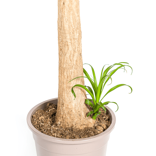 Beaucarnea Recurvata – Elefantenfuß – Zimmerpflanze – Ø12cm – ↕25cm – Pflegeleichte Sukkulente mit markantem Stamm – Luftreinigende Pflanze für Zuhause & Büro