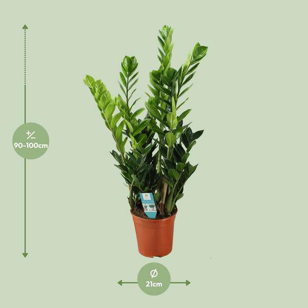 Glücksfeder Zamioculcas – Zimmerpflanze – Ø21cm – ca. 100cm hoch – Luftreinigend & pflegeleicht – Für halbschattige Innenbereiche