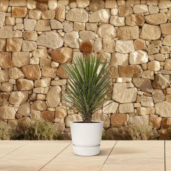 Australische Faserpalme - Yucca Filifera Australis - Zimmerpflanze - 100cm - ø30cm