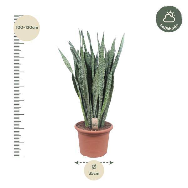 Ceylon-Bogenhanf – Sansevieria Zeylenica – Zimmerpflanze 110cm – Ø35cm – Pflegeleichte Grünpflanze für Wohnzimmer, Büro & Schlafzimmer – Luftreinigende Pflanze