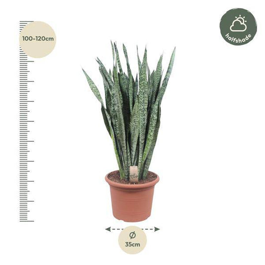 Ceylon-Bogenhanf – Sansevieria Zeylenica – Zimmerpflanze 110cm – Ø35cm – Pflegeleichte Grünpflanze für Wohnzimmer, Büro & Schlafzimmer – Luftreinigende Pflanze