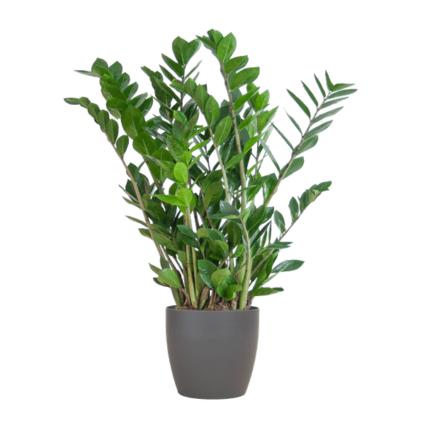 Zamioculcas Zamiifolia - Glücksfeder - Zimmerpflanze ↕80cm - Ø21cm + Topf Viber Grau