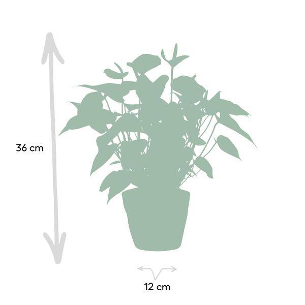 Flamingoblume - Anthurium andreanum Black Love - Zimmerpflanze + Korb Pure - 45cm - Ø12cm