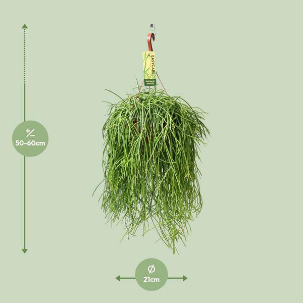 Korallenkaktus - Rhipsalis Baccifera Shaferi - Ø21cm - ↕60cm