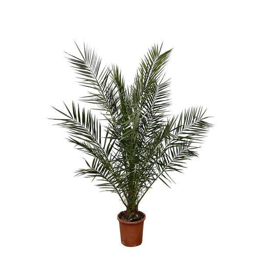Phönix Canariensis – Kanarische Dattelpalme – Palme ca. 180cm hoch – Ø24cm – Exotische Zimmer- & Gartenpflanze