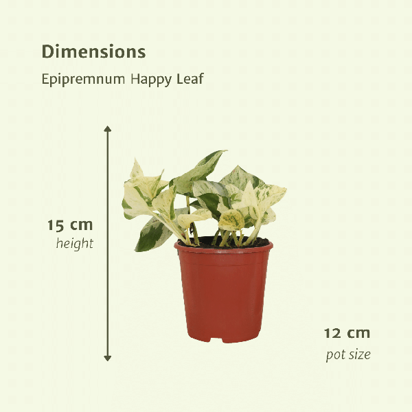 Efeutute - Epipremnum Happy Leaf Scindapsus - Zimmrpflanze - 15cm - ø12cm - 4 Stück