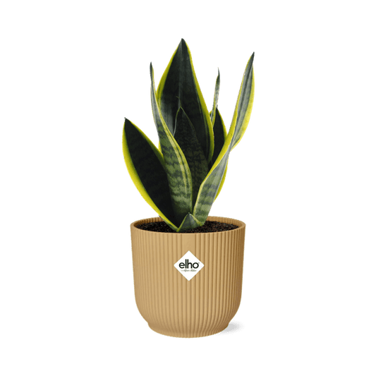 Bogenhanf Sansevieria Futura Superba – Schwiegermutterzunge – Zimmerpflanze inkl. Ziertopf Vibes Falten Gelb – 14cm – Luftreinigend, robust & pflegeleicht – Für Wohnzimmer & Büro