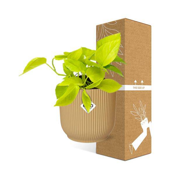 Efeutute - Epipremnum Pinnatum 'Golden Pothos' - Zimmerpflanze + Topf Vibes Fold 14cm Gelb