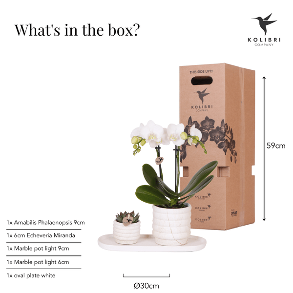 Phalaenopsis Orchidee Lausanne Weiß + Sukkulente – Pflanzenset – Zimmerpflanze inkl. Keramik Topfset im Marmor-Design & Tablett – Elegantes Geschenkset für Wohnzimmer, Büro & Dekoration