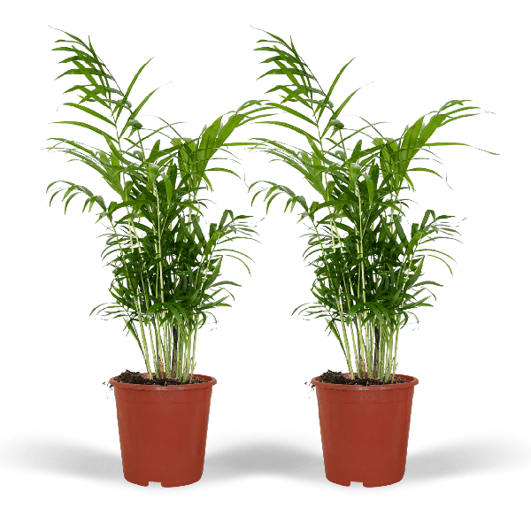 Mexikanische Bergpalme - Chamaedorea Elegans - Zimmerpflanze - Ø17cm - ↕55cm - 2 Stück
