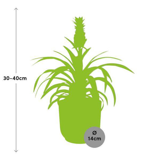 Ananaspflanze - Ananas Mi Amigo - Zimmerpflanze + Topf Vibes Fold 14cm Gelb
