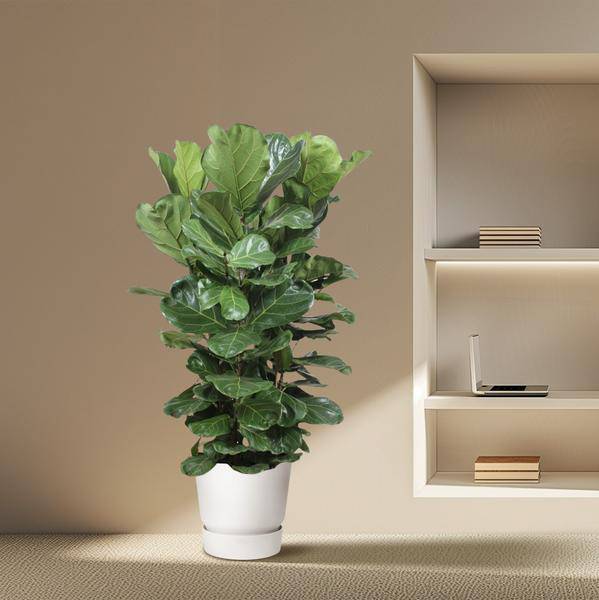 Echte Feige - Ficus Lyrata - 180cm - ø45cm