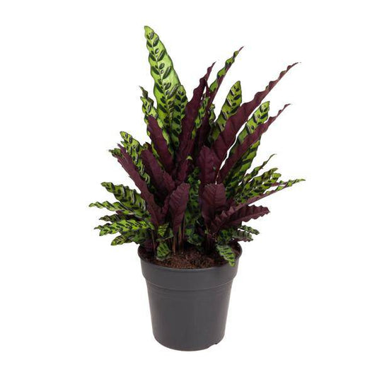 Korbmarante Calathea Lancifolia – Zimmerpflanze – Ø27cm – ↕70cm – Tropische Zimmerpflanze mit exotischem, schlangenähnlichem Blattmuster – Für Halbschatten & indirektes Licht