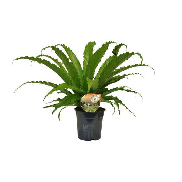 Nestfarn - Asplenium Osaka - Zimmerpflanze - Ø17cm - ↕40cm