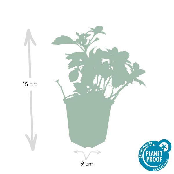 Schattengrün – Pachysandra terminalis 'Green Carpet' – ↕10-25cm – Ø9cm – 20 Pflanzen – Immergrüner Bodendecker – Halbschatten – Pflegeleicht