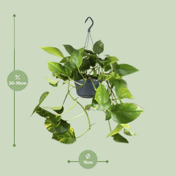 Efeutute – Epipremnum Aureum – Ø15cm x H25cm – Schneller Wuchs – Pflegeleichte Zimmerpflanze – Luftreinigend – Kletter- & Hängepflanze