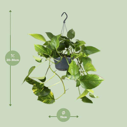 Efeutute – Epipremnum Aureum – Ø15cm x H25cm – Schneller Wuchs – Pflegeleichte Zimmerpflanze – Luftreinigend – Kletter- & Hängepflanze