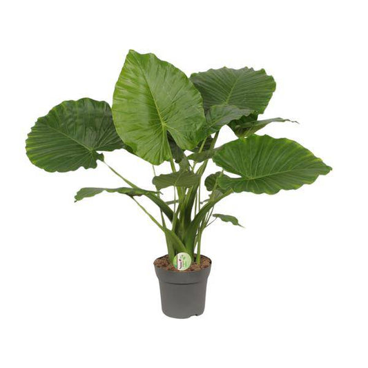 Elefantenohr - Alocasia gageana 'California'  - Zimmerpflanze - Ø21cm - ↕80cm