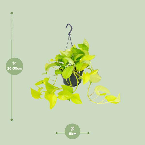 Efeutute Epipremnum Golden Pothos – Ø15cm x H25cm – Zimmerpflanze mit goldgelben Blattakzenten – Hängend & kletternd – Für Innenräume – Pflegeleicht & dekorativ