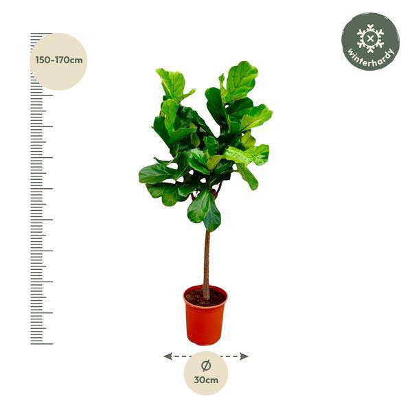 Ficus Lyrata – Echte Geigenfeige auf Stamm – Feigenbaum – 150cm – Ø30cm – Elegante Zimmerpflanze mit großen Blättern – Pflegeleichte Grünpflanze für Wohnzimmer und Büro