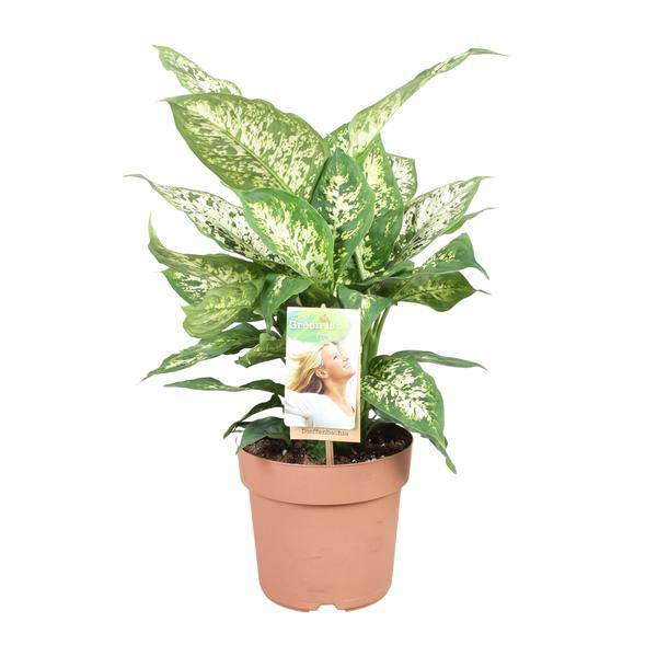 Dieffenbachie - Dieffenbachia Compacta - Zimmerpflanze - Ø17cm - ↕45cm