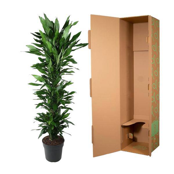 Drachenbaum - Dracaena Janet Lind - Zimmerpflanze - 170cm - ø34cm