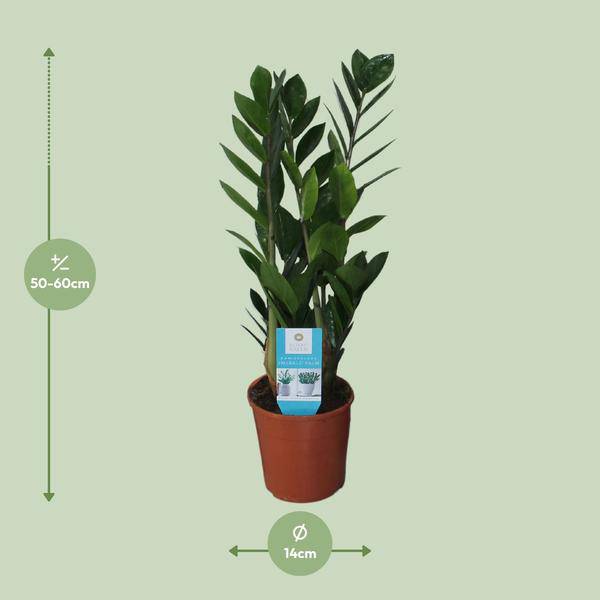 Glücksfeder - Zamioculcas Zamiifolia - Zimmerpflanze - Ø14cm - ↕55cm