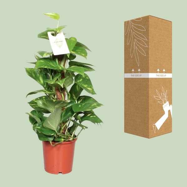 Efeutute Epipremnum Scindapsus Pinnatum â Goldene Efeutute am Moosstock â Zimmerpflanze Ă15cm â60cm â Herzförmige BlĂ€tter â Pflegeleichte Rankpflanze fĂŒr Wohnzimmer, BĂŒro & InnenrĂ€umeÂ