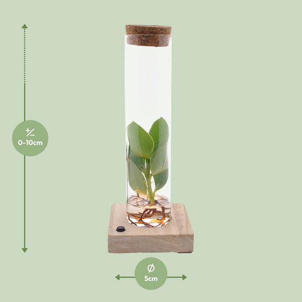 Clusia Im Röhrenglas + LED - Ø5cm - ↕10cm